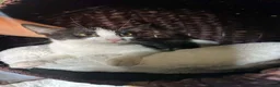 Mixed Breed cats for adoption: Emma for adoption in Kidlington - Advert 1