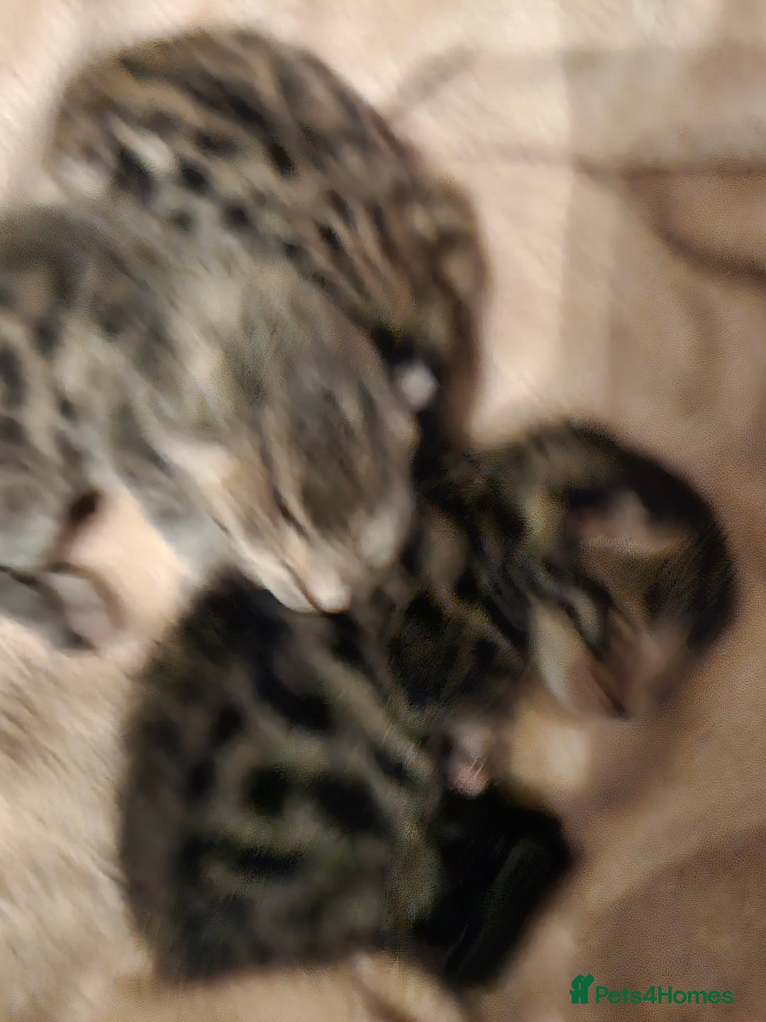 Bengal cats for sale: Pure pedigree bengals avaliable  - Image 2
