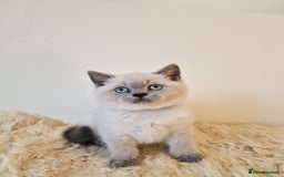 British Shorthair cats for sale: British Shorthair kittens  - Image 7