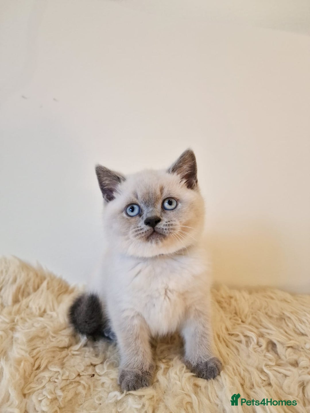 British Shorthair cats for sale: British Shorthair kittens  - Image 7