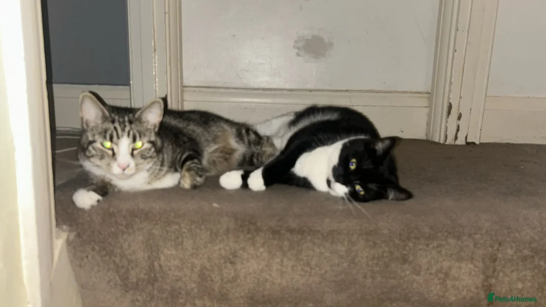 Mixed Breed cats for sale: Mother and son - Advert 1