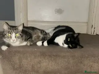 Mixed Breed cats Mother and son - Advert 1