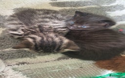 Domestic Shorthair cats for sale: 2 beautiful kittens for sale  - Image 4
