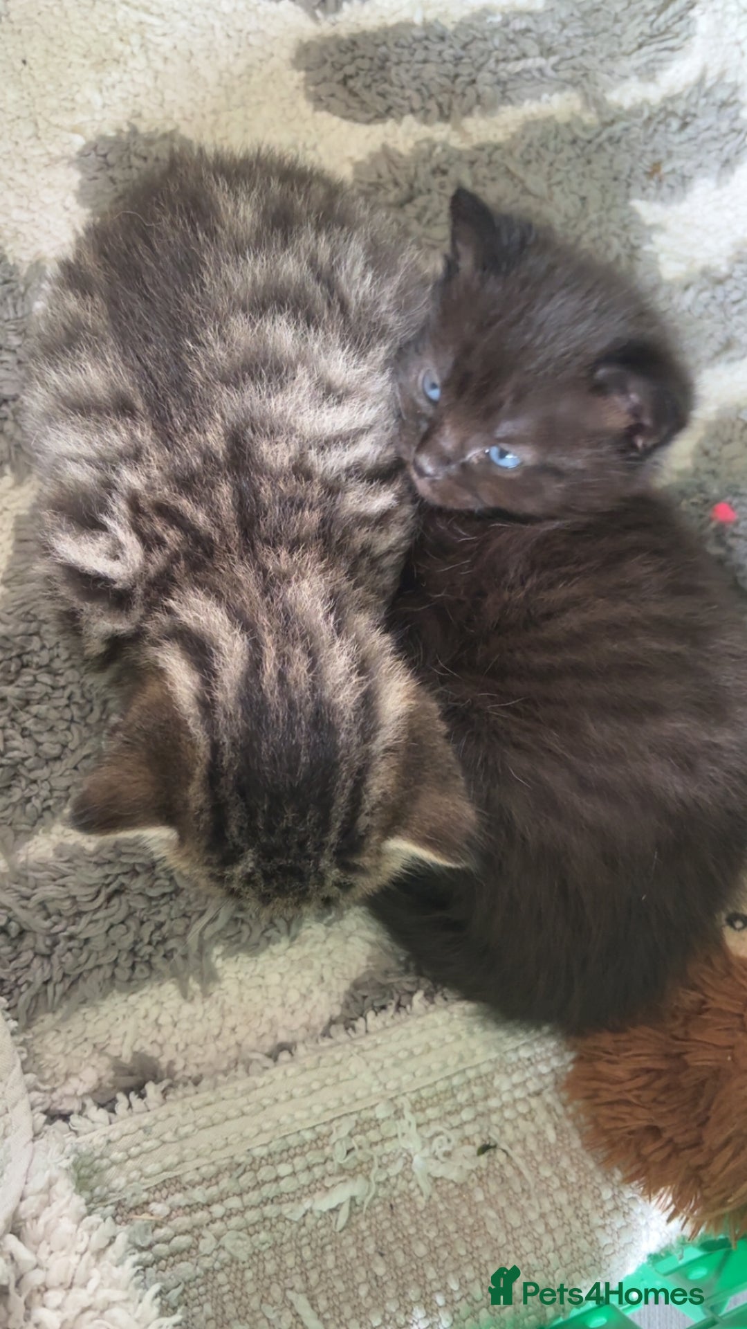 Domestic Shorthair cats for sale: 2 beautiful kittens for sale  - Image 4