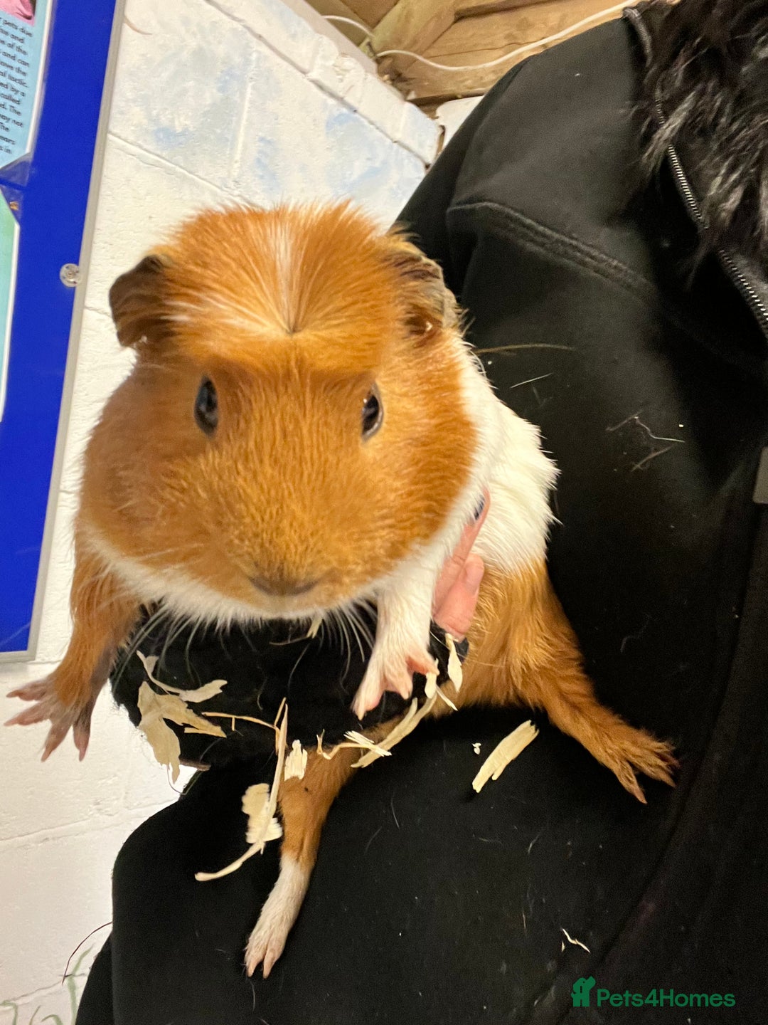 Guinea Pig rodents for sale: Four Handsome Guinea pigs - Advert 2