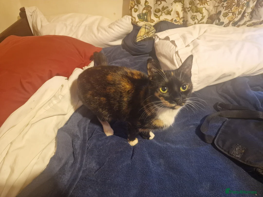 Mixed Breed cats for sale: Sweet & Lovable Farm Cat – Ultimate Sofa Buddy in Henley-in-Arden - Advert 2