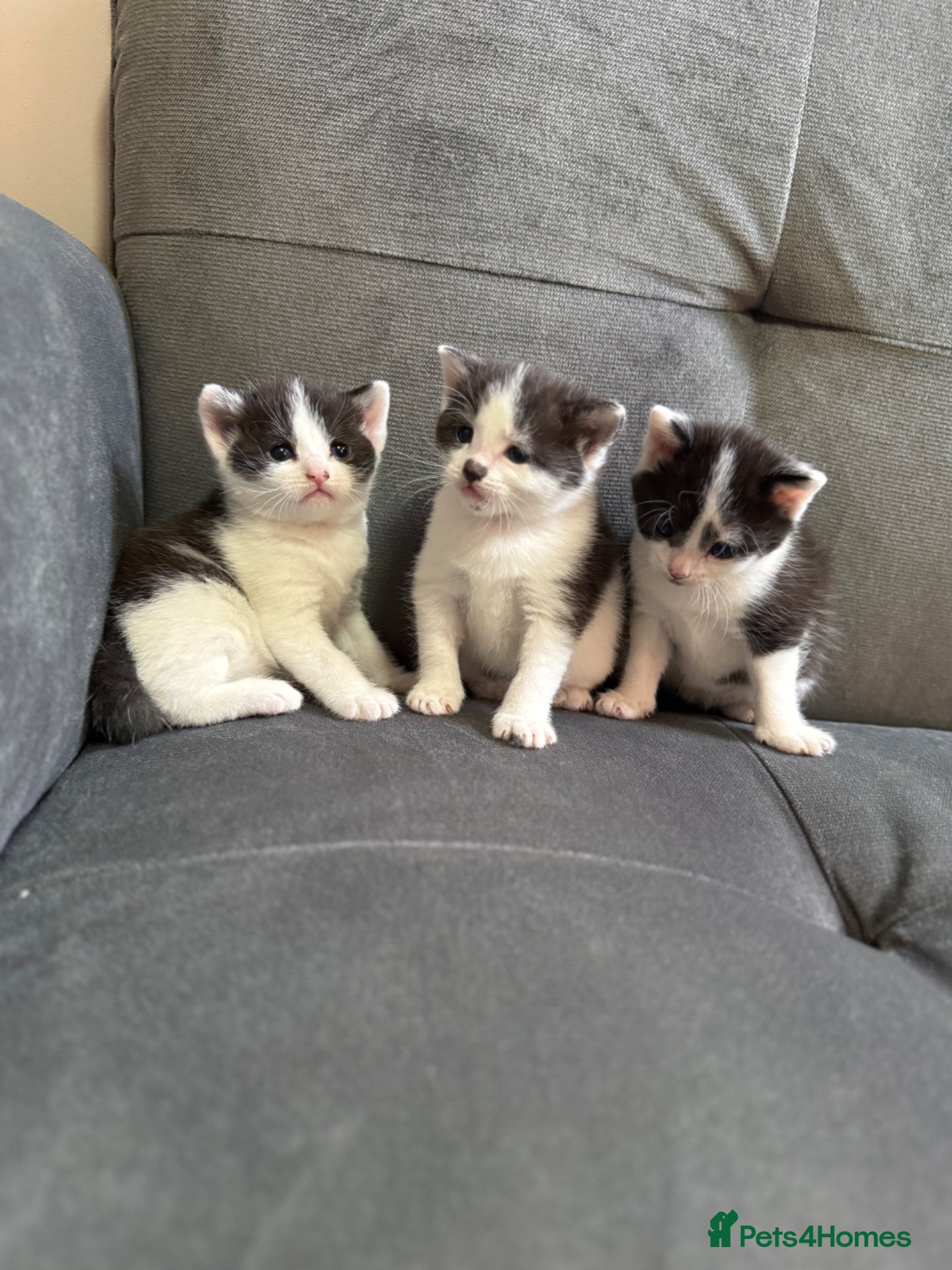 Mixed Breed cats 5 adorable kitties  - Advert 17