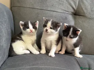 Mixed Breed cats 5 adorable kitties - Advert 20