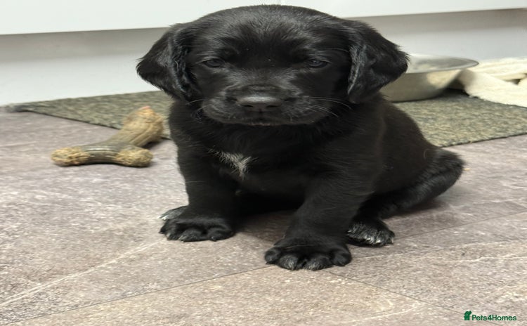 Mixed Breed dogs - Advert 5