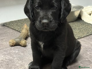 Mixed Breed dogs - Advert 23