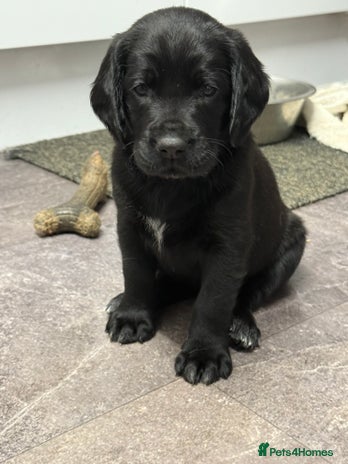 Mixed Breed dogs - Advert 5