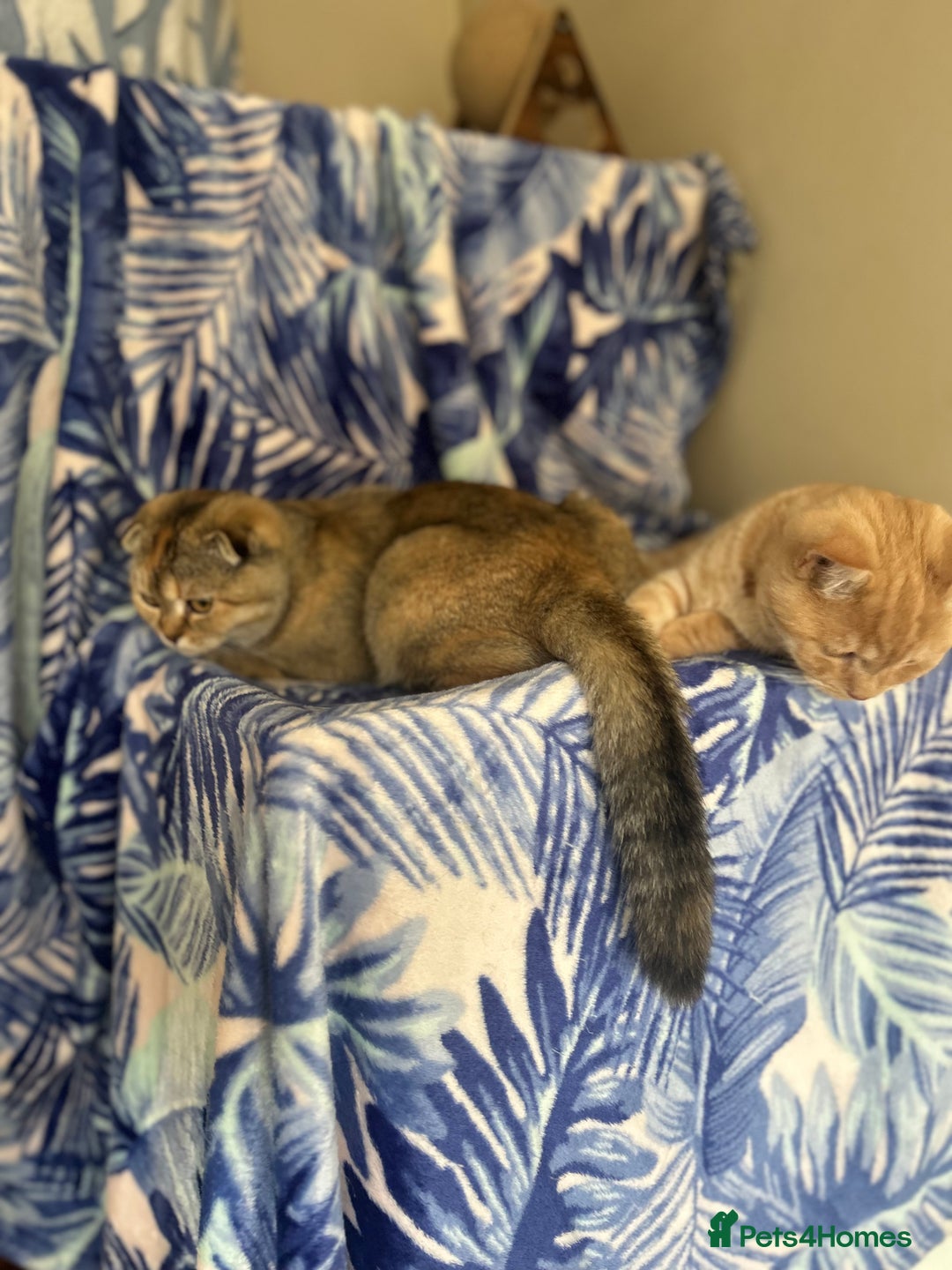 Scottish Fold cats for sale: Kittens Ready for Their Forever Homes - Image 28