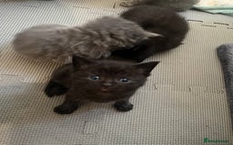 British Shorthair cats for sale: British Shorthair X Ragdoll - Image 12