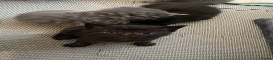 British Shorthair Kitten 1