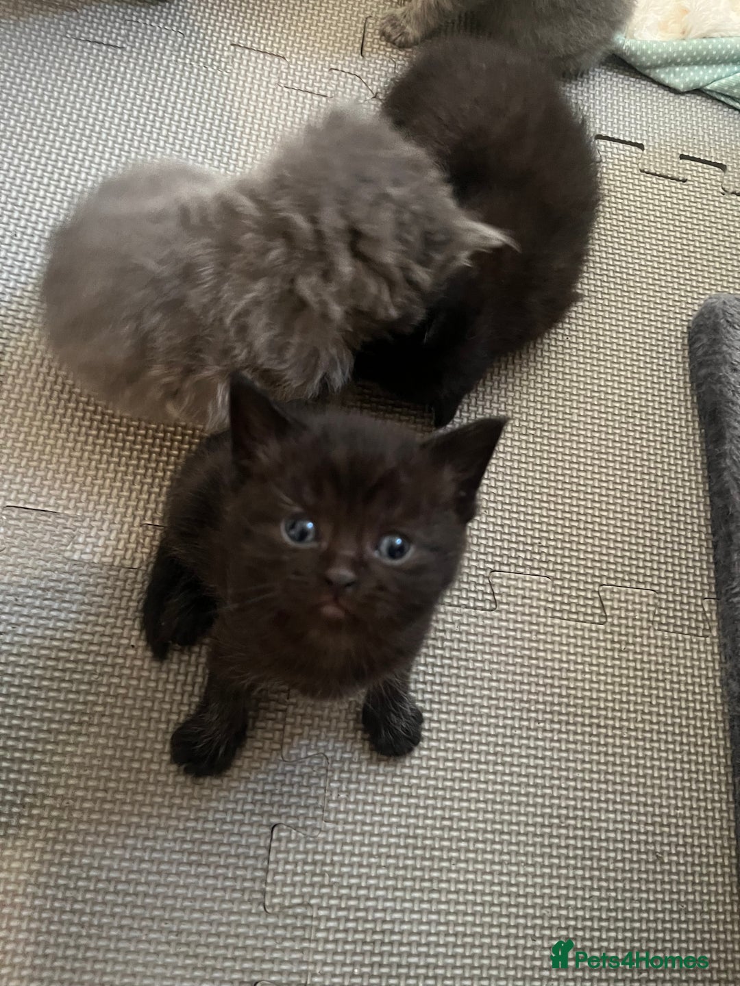 British Shorthair cats for sale: British Shorthair X Ragdoll - Image 12