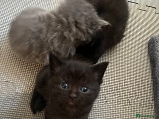 British Shorthair cats - Advert 35