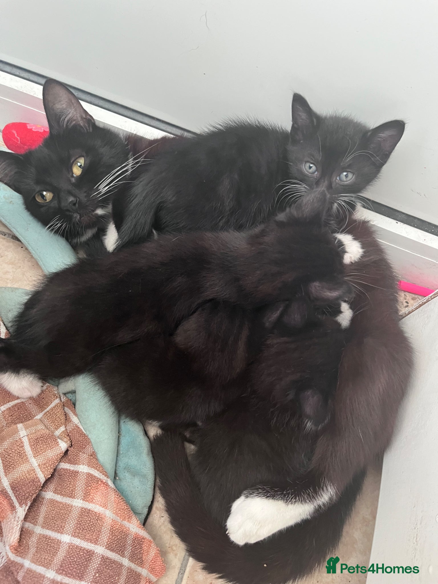 Mixed Breed cats for sale: Beautiful kittens in Southsea - Advert 8