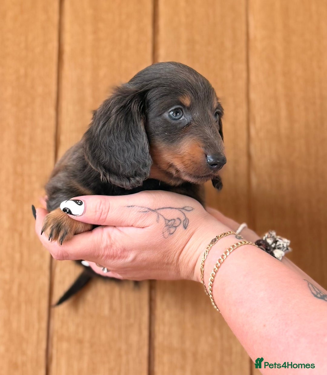 Miniature Dachshund dogs for sale: Miniature Long Haired Dachshund  - Advert 10