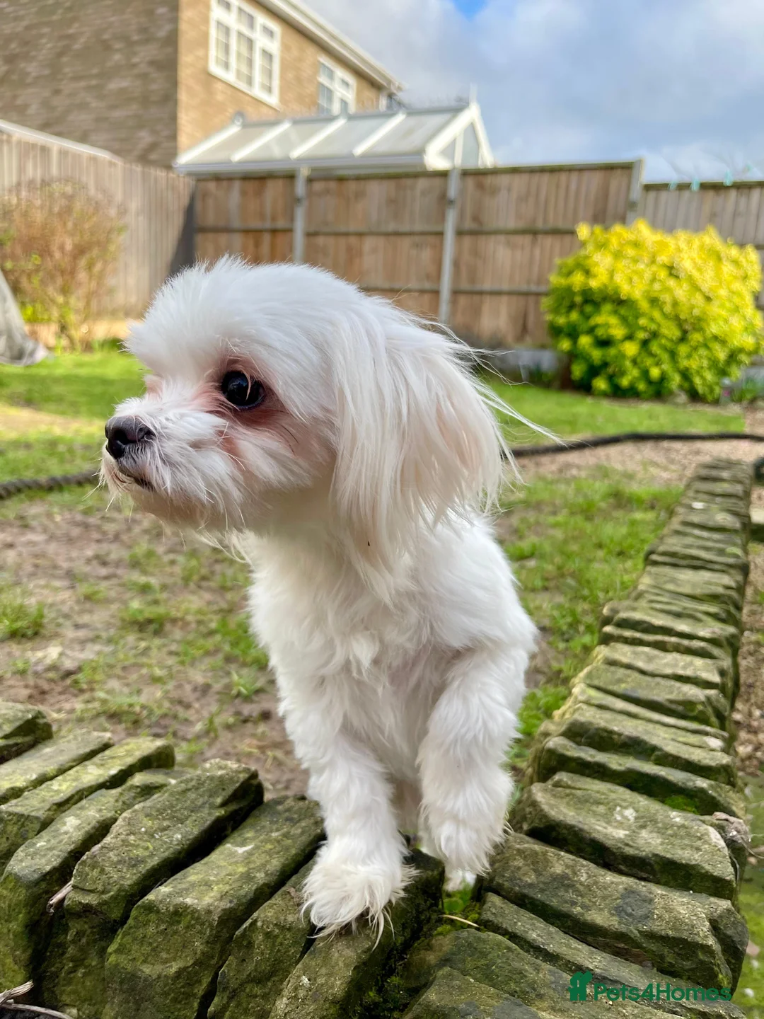 Maltese dogs for sale: Loving Home Wanted for Sweet Maltese Girl - Advert 5