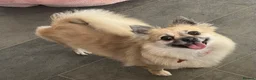 Pomchi dogs for sale: Beautiful pomchi female  - Advert 19
