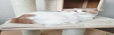 Cookie