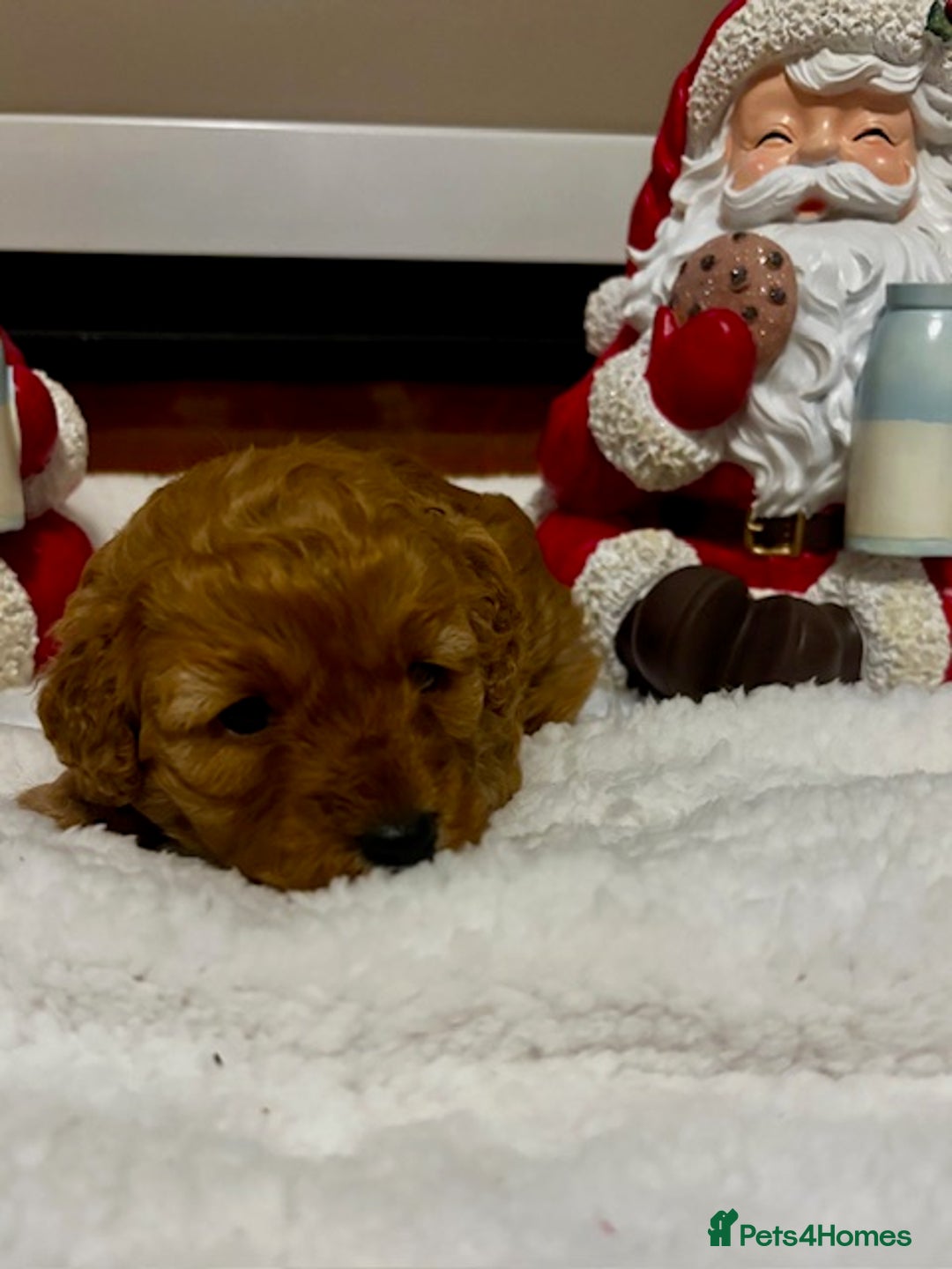 Cavapoochon dogs for sale: QUALITY TEDDY CAVAPOOCHONS - Advert 3