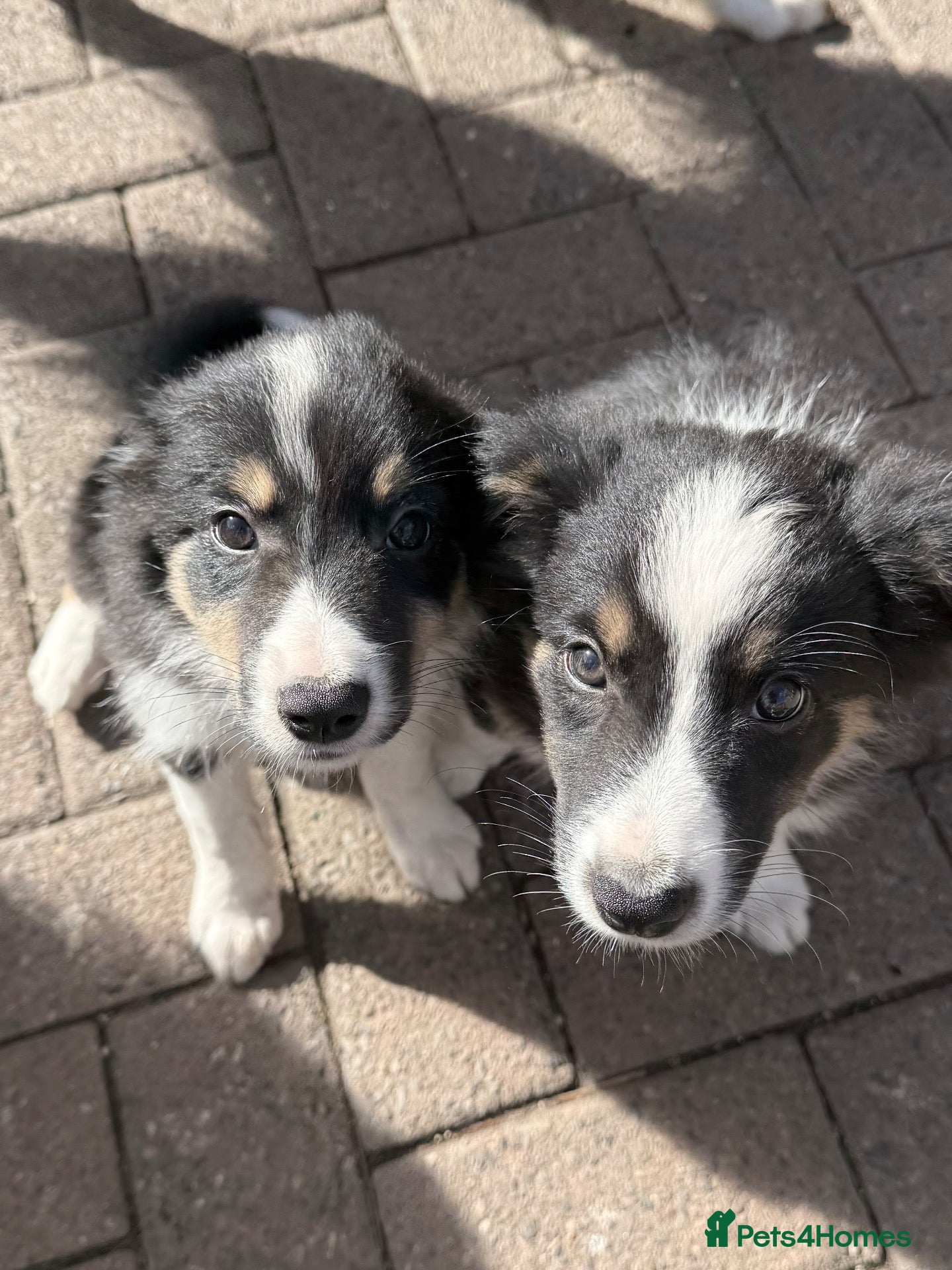 Border Collie dogs Beautiful border collie puppies - Advert 12