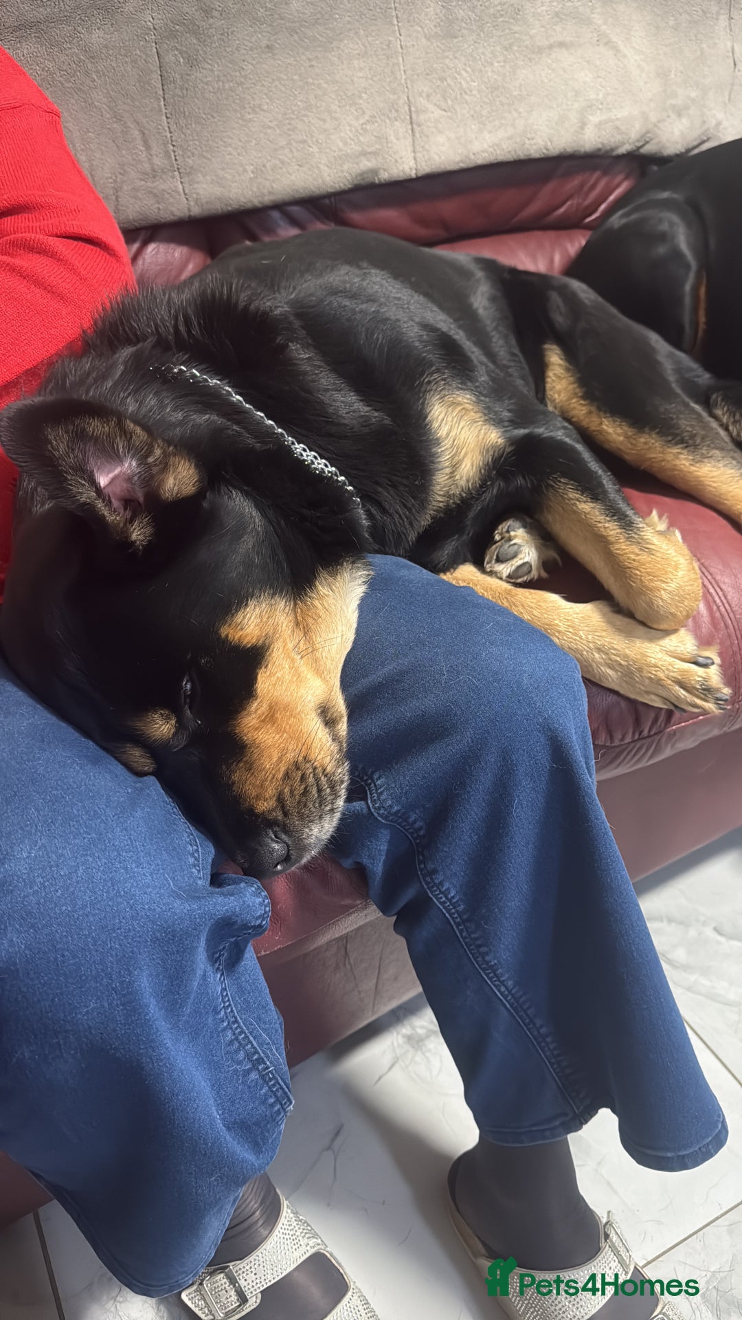 Mixed Breed dogs for sale: Husky x Rottweiler  - Advert 5