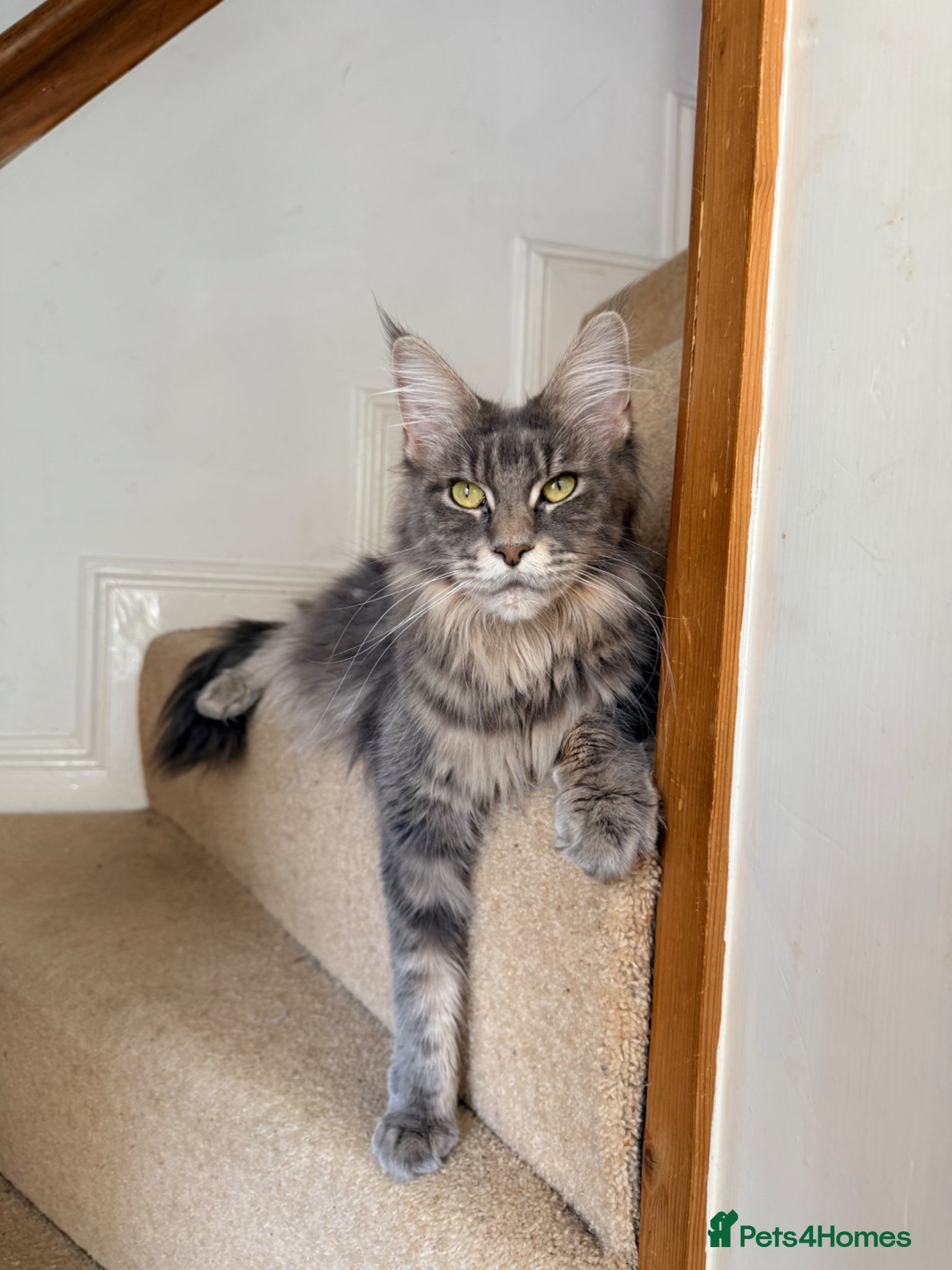 Maine Coon cats Tilly - 1.5 yr old Maine coon - Advert 3