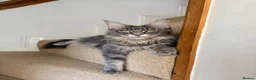Maine Coon cats for sale: Tilly - 1.5 yr old Maine coon - Advert 1