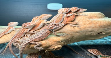 Bearded Dragon reptiles - Advert 7