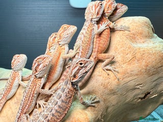 Bearded Dragon reptiles - Advert 11