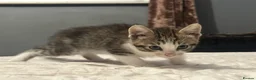 Mixed Breed cats for sale: 2 tabby kittens 🐱  - Advert 8