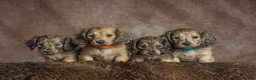 Miniature Dachshund dogs for sale: Miniature Long haired Dachshunds - Shaded Cream in Swindon - Advert 4