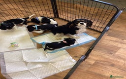 Cavalier King Charles Spaniel dogs for sale: Cavalier King Charles  - Image 15