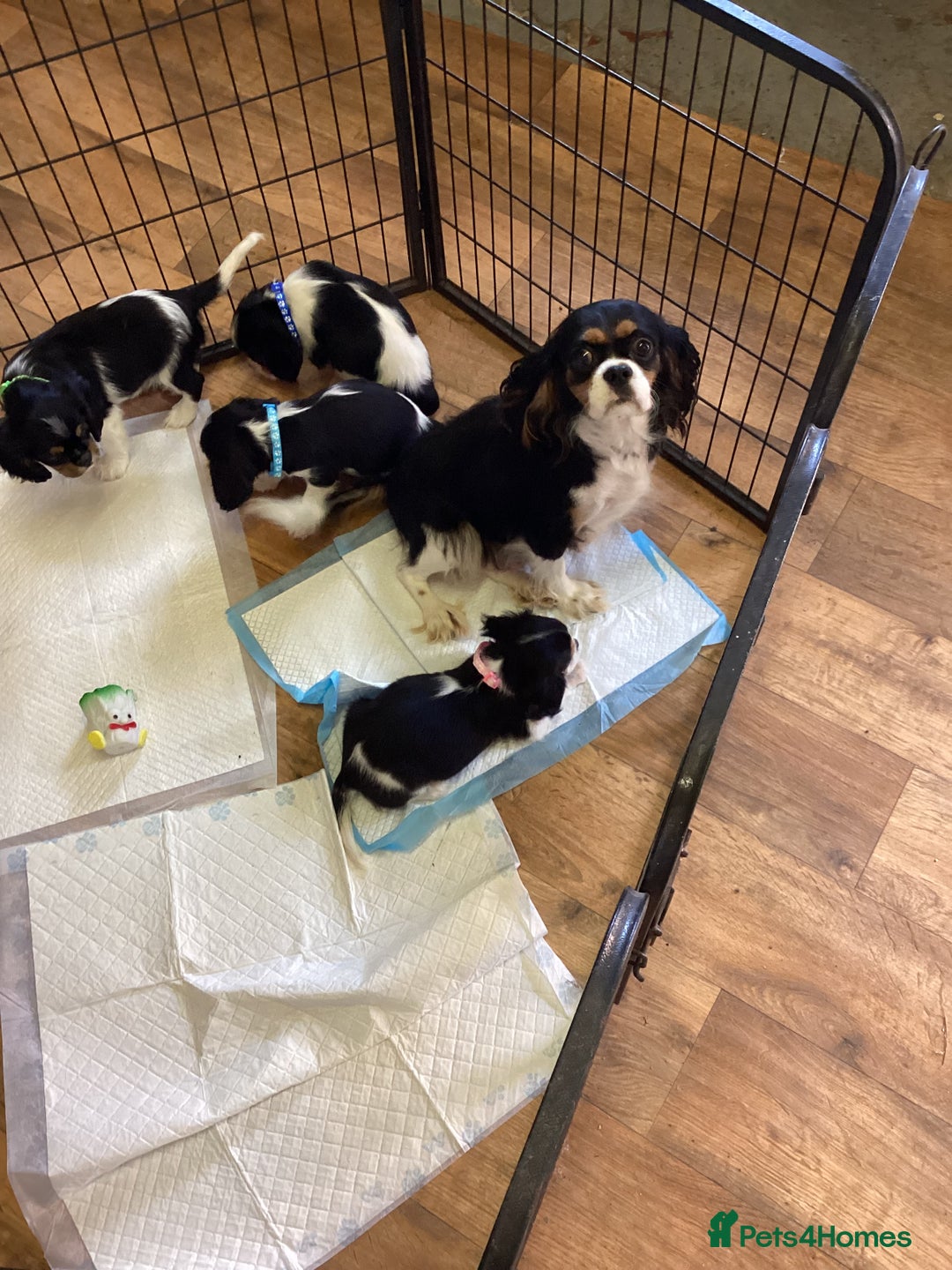 Cavalier King Charles Spaniel dogs for sale: Cavalier King Charles  - Image 15