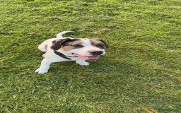 Mixed Breed dogs for sale: Meet Thor  - Image 10