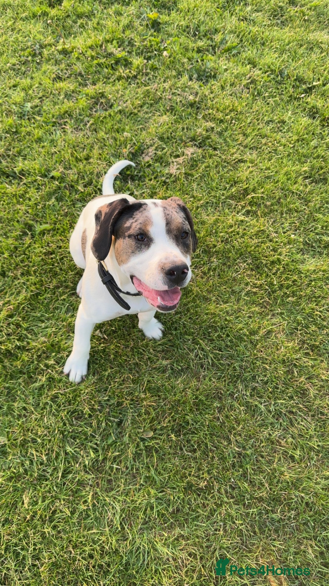 Mixed Breed dogs for sale: Meet Thor  - Image 10