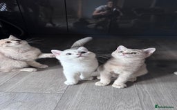 Scottish Fold cats for sale: Scottish fold and Scottish straight Tica pedigree  in Croydon - Image 12