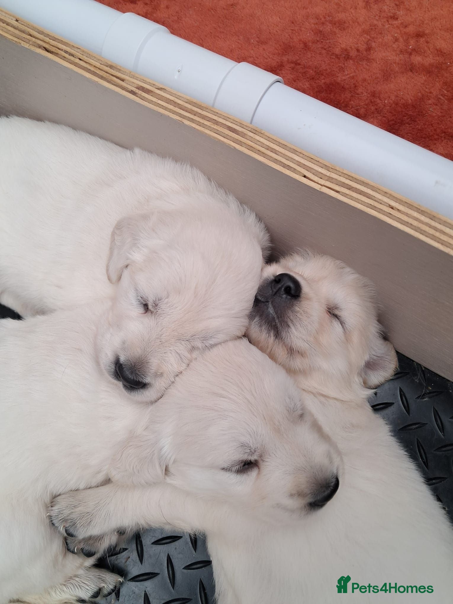 Golden Retriever dogs Stunning Golden Retriever Puppies  - Advert 4