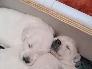Golden Retriever dogs Stunning Golden Retriever Puppies - Advert 4