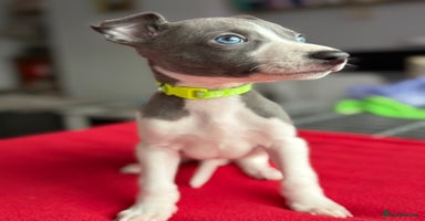 Whippet dogs - Advert 2