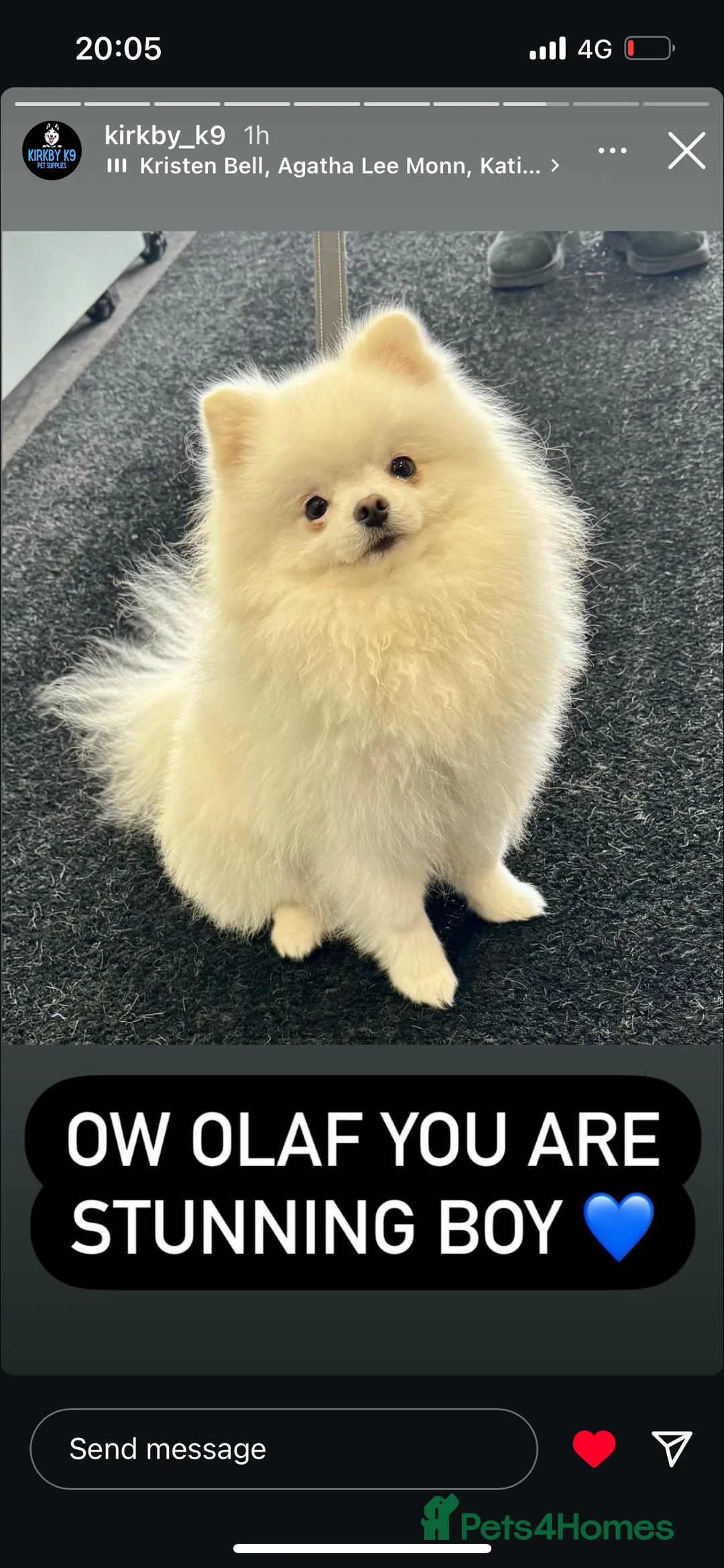 Pomeranian dogs for stud: Olaf white Pomeranian stud in Liverpool - Advert 8