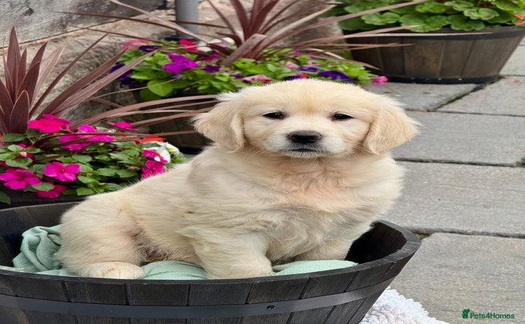 Golden Retriever dogs - Advert 16