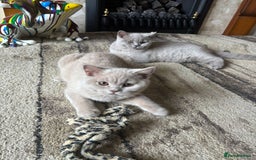 British Shorthair cats for sale: One Girl available - GCCF Beautiful Chunky BSH  in Salisbury - Image 2