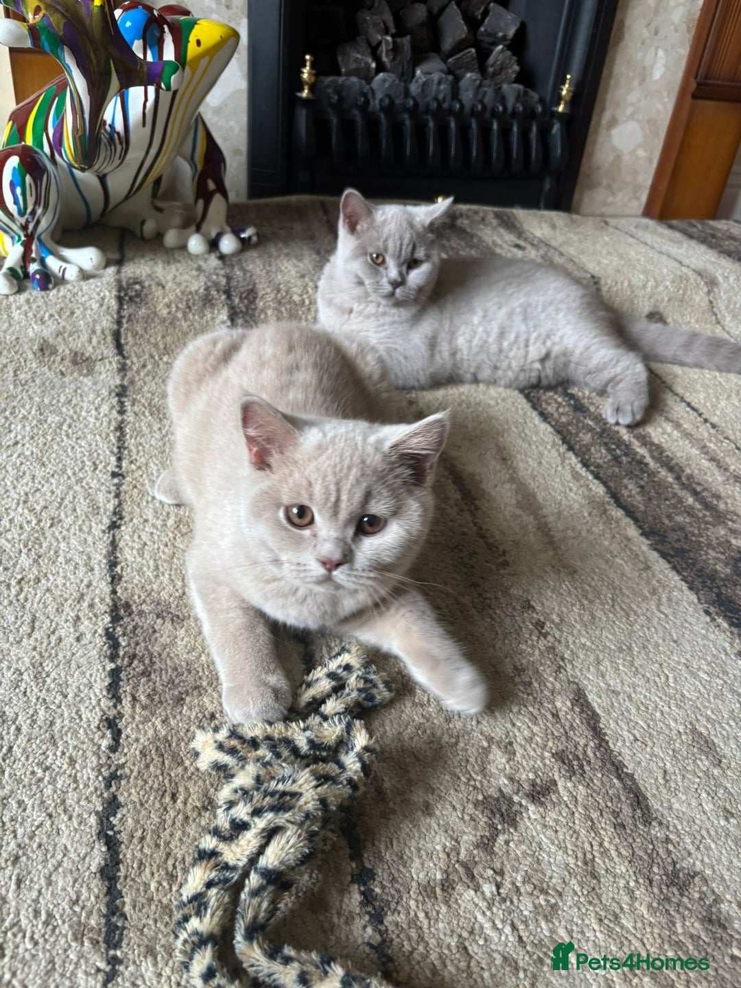 British Shorthair cats for sale: One Girl available - GCCF Beautiful Chunky BSH  in Salisbury - Image 2