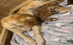 Golden Retriever dogs for sale: Beautiful Golden Retriever puppies  - Image 3