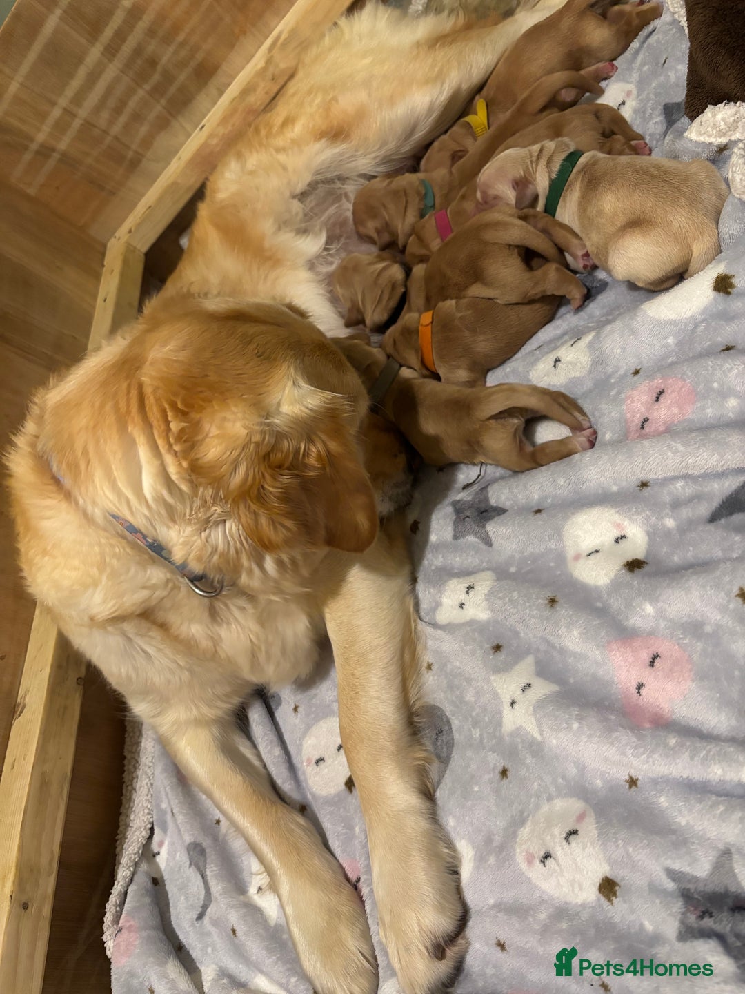 Golden Retriever dogs for sale: Beautiful Golden Retriever puppies  - Image 3