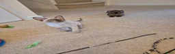 Burmese cats for sale: Gorgeous Pedigree Burmese Kittens - Advert 18