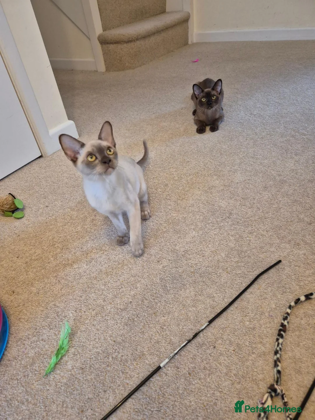 Burmese cats for sale: Gorgeous Pedigree Burmese Kittens - Advert 18